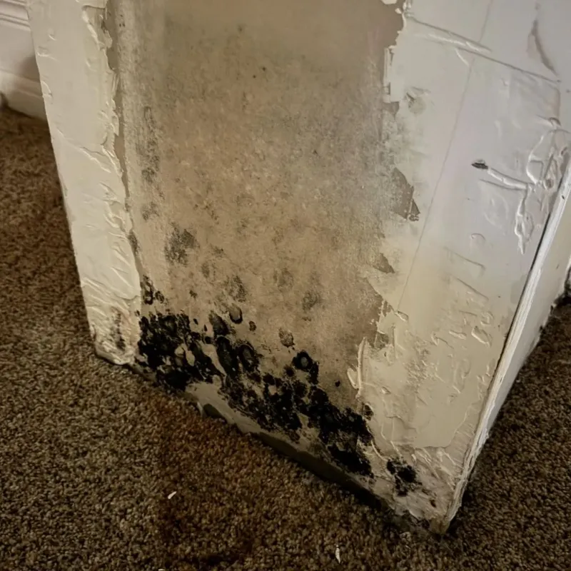 Professional Mold Removal in Craven County, NC